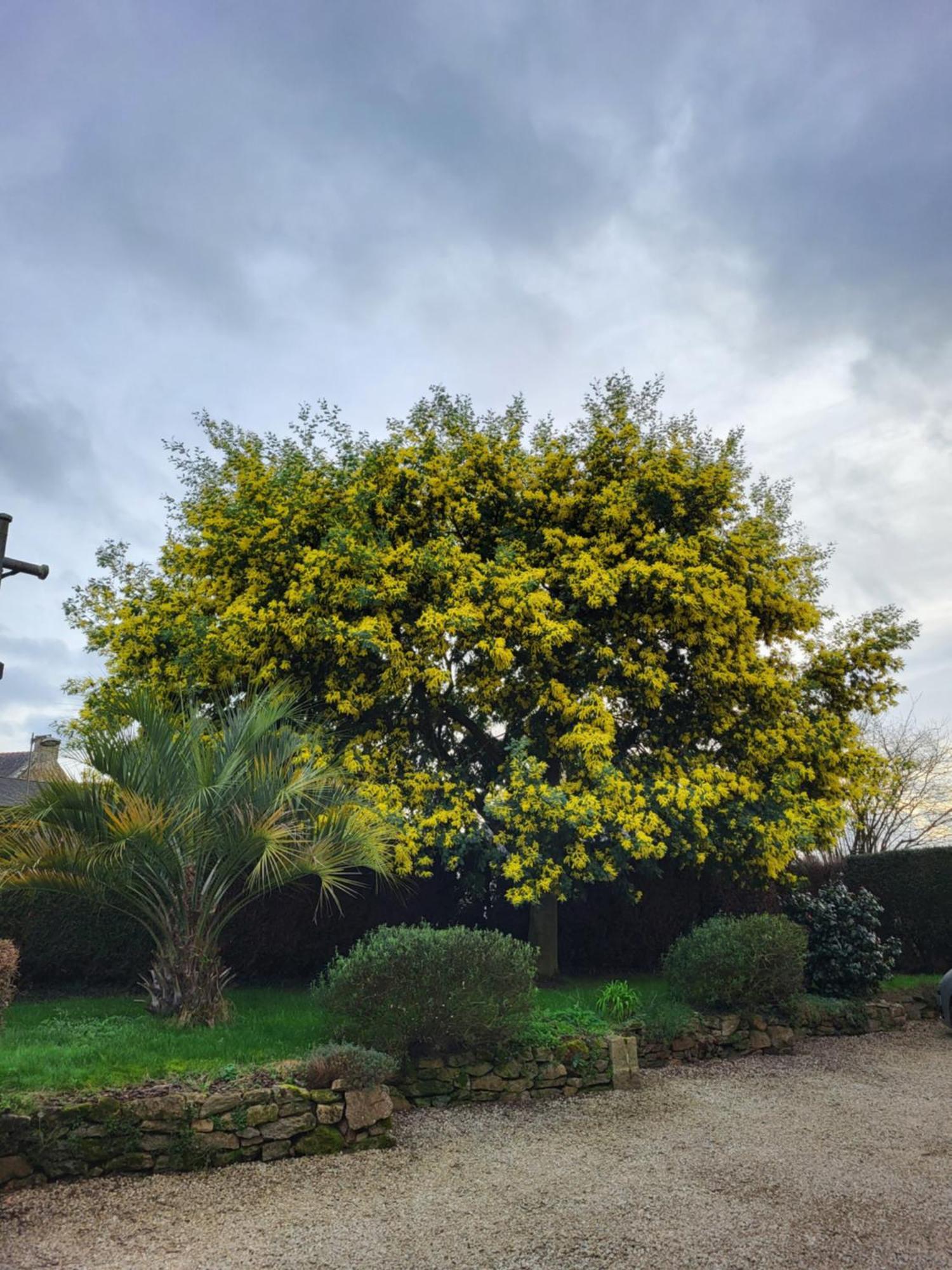 Clos St Ange Vildé-Guingalan Dış mekan fotoğraf